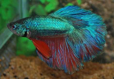 Betta Sp. Rosetail Maschio L