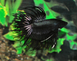 Betta Splendens Black Crowntail Maschio L