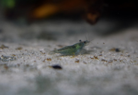 Caridina Heteropoda Green Velvet M