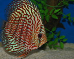 Discus Red Turquoise Checkerboard S/M