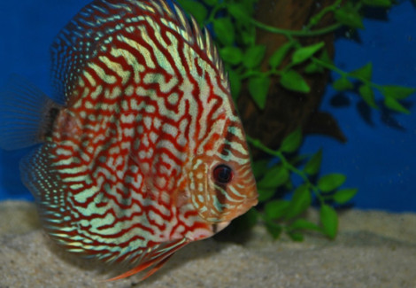 Discus Red Turquoise Checkerboard M