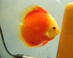 Discus Red Golden Diamond M/L