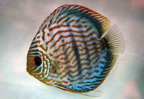 S. Aequifasciatus Blue Turquoise S/M