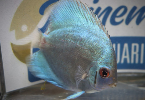 Discus Blue Diamond S/M