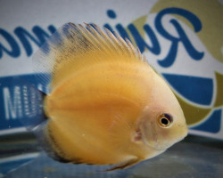 Discus  Crystal Yellow S/M