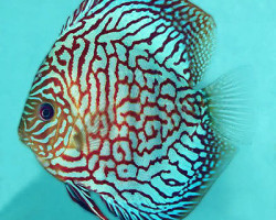 Discus Red Turquoise Checkerboard S/M