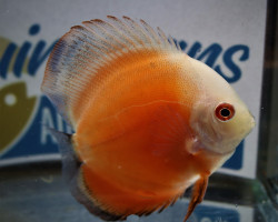 Discus Red Melon White Face M