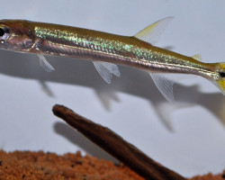 Acestrorhynchus Isalineae M/L