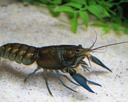 Cherax Communis Xl