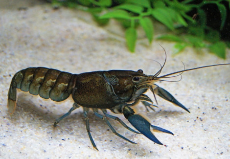 Cherax Communis Xl