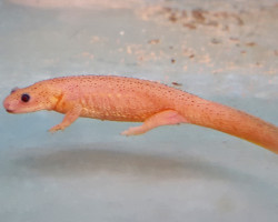 Pleurodeles Waltl Albino L