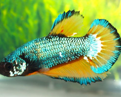 Betta Sp. Plakat Mustard Maschio L