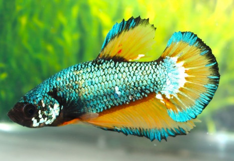 Betta Sp. Plakat Mustard Maschio L