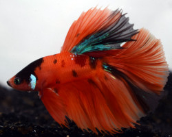 Betta Sp. Half Moon Nemo Maschio Xl