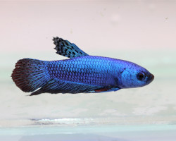 Betta Sp. Plakat Alien Blue Maschio L