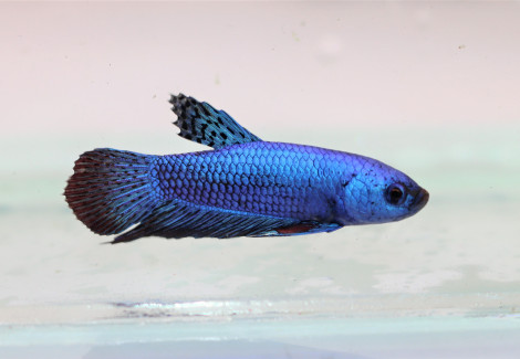 Betta Sp. Plakat Alien Blue Maschio L