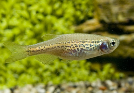 Danio Rerio Frankei S/M