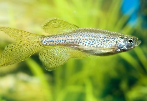 Danio Rerio Frankei Longfin L