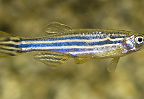 Danio Rerio S