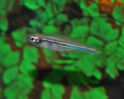 Danio Nigrofasciatus M