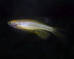 Danio Rerio Gold Longfin M