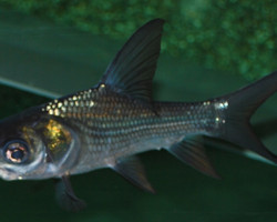 Catlocarpio Siamensis L (12-14Cm)