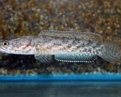 Channa Quinquefasciata S/M