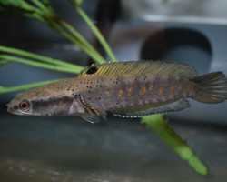 Channa Pulchra S