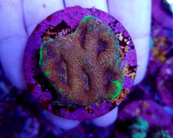 Acanthastrea Echinata (Ultra) (Frag) M