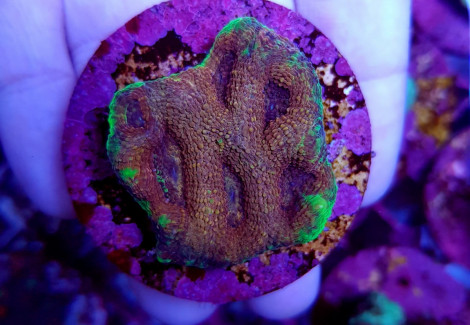 Acanthastrea Echinata (Ultra) (Frag) M