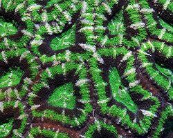 Acanthastrea Lordhowensis (Green Premium) M