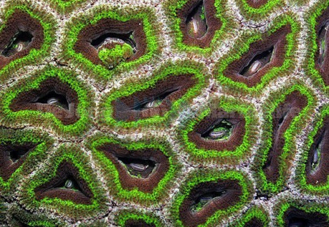 Acanthastrea Lordhowensis (Green Ultra) S