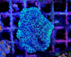 Acanthastrea Lordhowensis Common (Frag) M