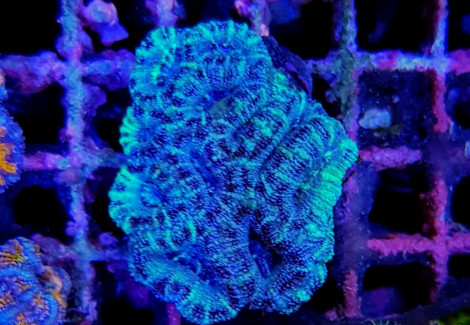 Acanthastrea Lordhowensis Common (Frag) M