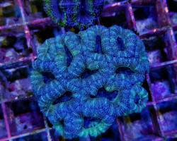 Acanthastrea Lordhowensis Green (Frag) M