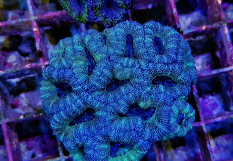 Acanthastrea Lordhowensis Green (Frag) M