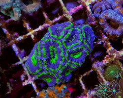 Acanthastrea Lordhowensis Green Premium (Frag) M