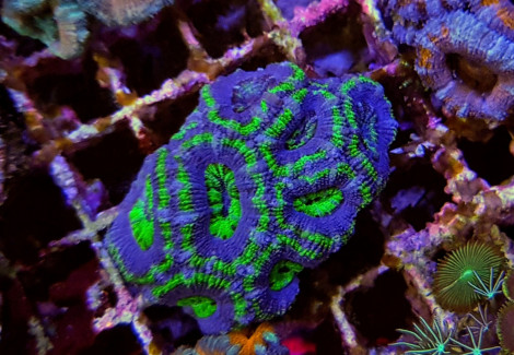 Acanthastrea Lordhowensis Green Premium (Frag) M