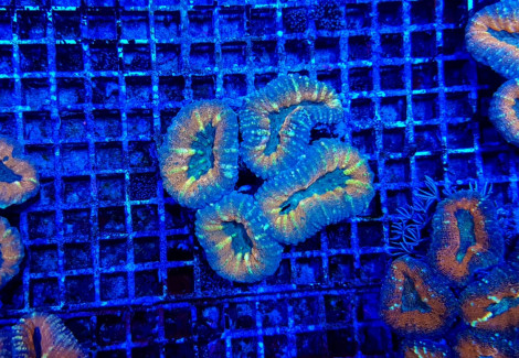 Acanthastrea Pachysepta (Splitcolor Premium) L