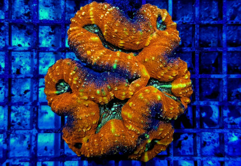 Acanthastrea Pachysepta (Splitcolor) Ml