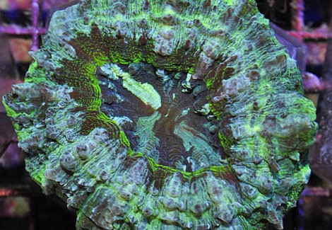 Acanthophyllia Deshayesiana (Green) L