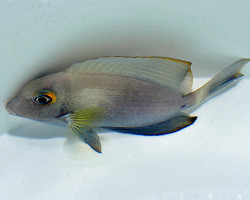 Acanthurus Auranticavus S