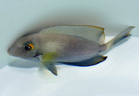 Acanthurus Auranticavus S