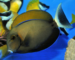 Acanthurus Bariene M