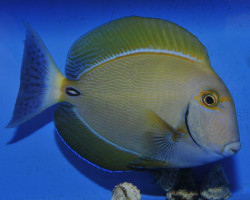 Acanthurus Dussumieri S