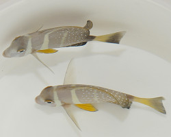 Acanthurus Guttatus M