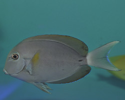 Acanthurus Nigricauda Ml