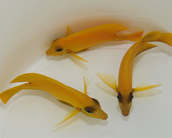 Acanthurus Pyroferus (Mimic Heraldi) M