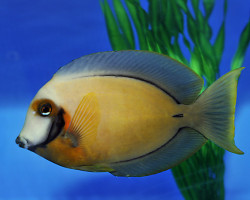 Acanthurus Pyroferus Ml