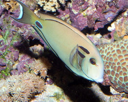 Acanthurus Tennentii M